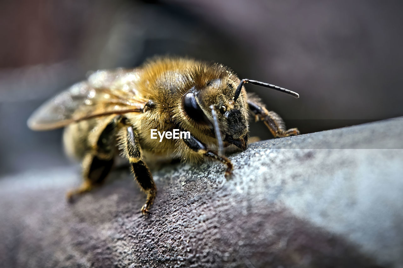 CLOSE-UP OF BEE