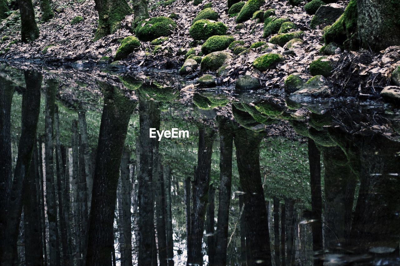 Trees reflected in water