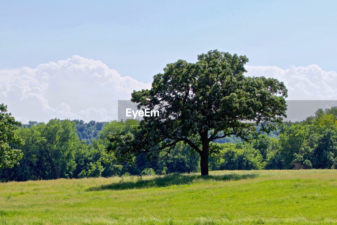 Trees on field against sky