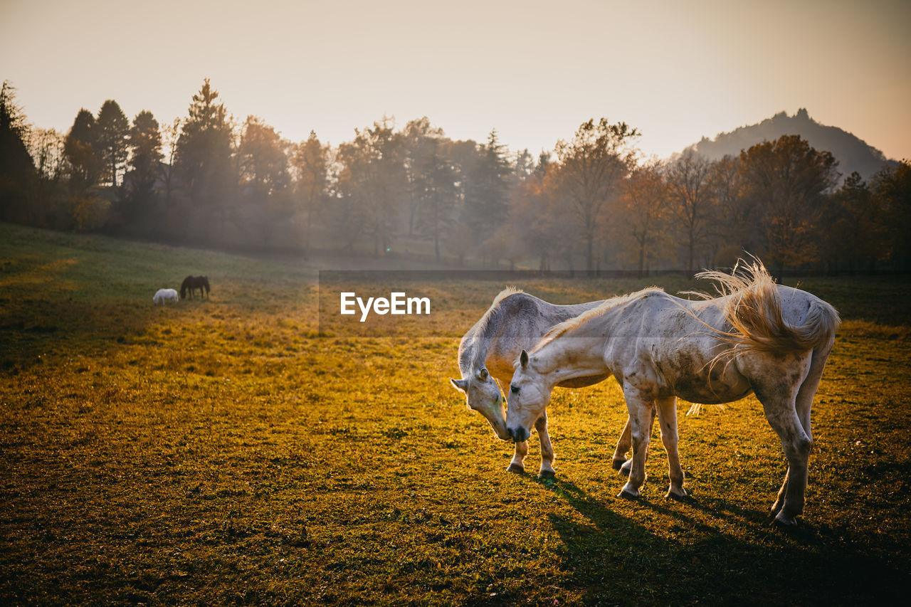 HORSE STANDING ON FIELD AGAINST TREES