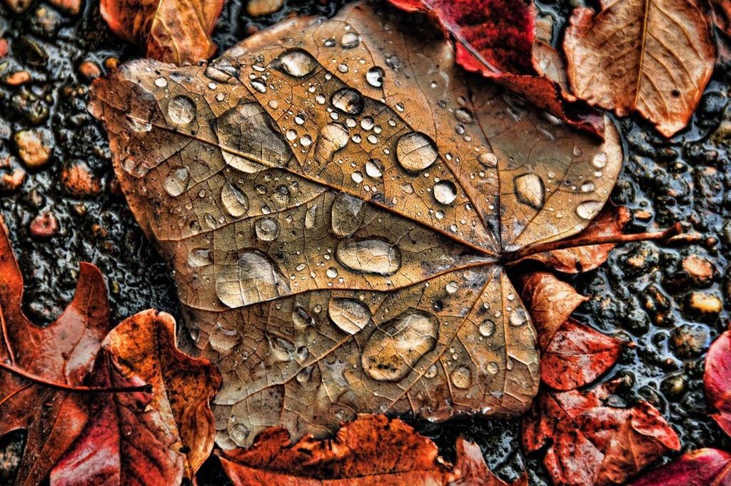 High angle view of wet autumn leaves