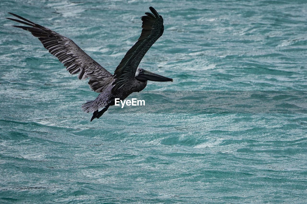 animal, wildlife, animal wildlife, animal themes, flying, bird, water, spread wings, one animal, sea, no people, nature, motion, mid-air, beauty in nature, bird of prey, day, animal body part, outdoors, waterfront, eagle