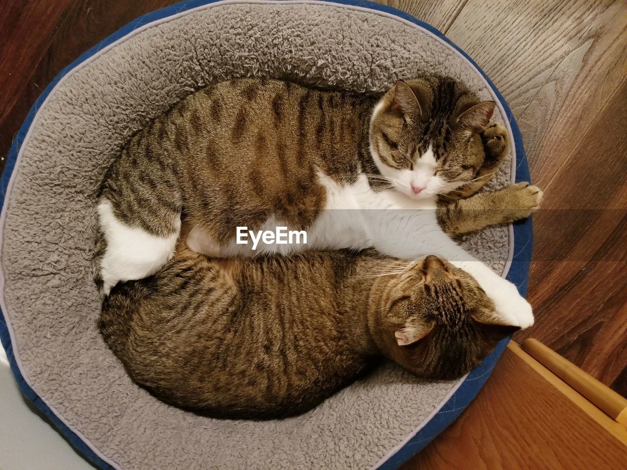 HIGH ANGLE VIEW OF CAT SLEEPING IN A DOMESTIC ROOM