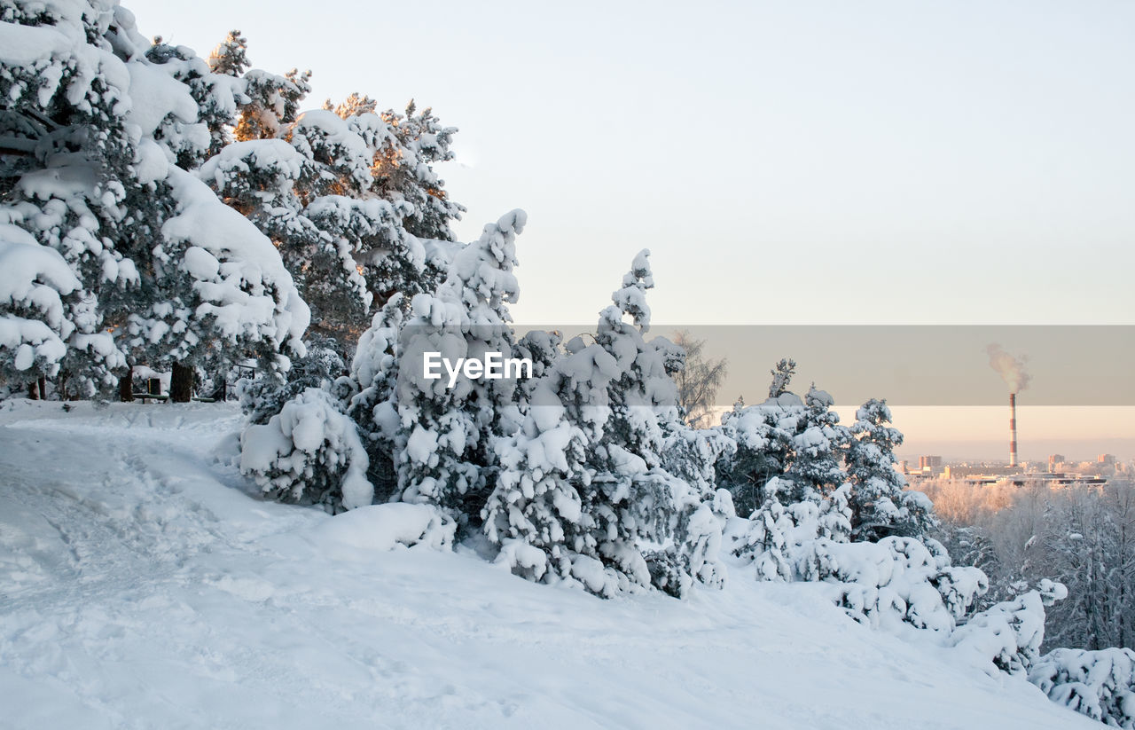 Evergreen pine trees covered with heavy snow. winter nature theme.