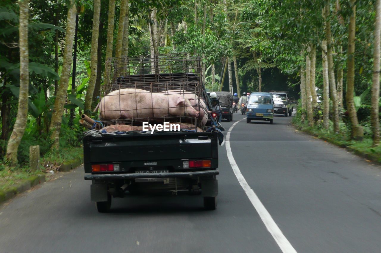 VEHICLES ON ROAD AMIDST TREES