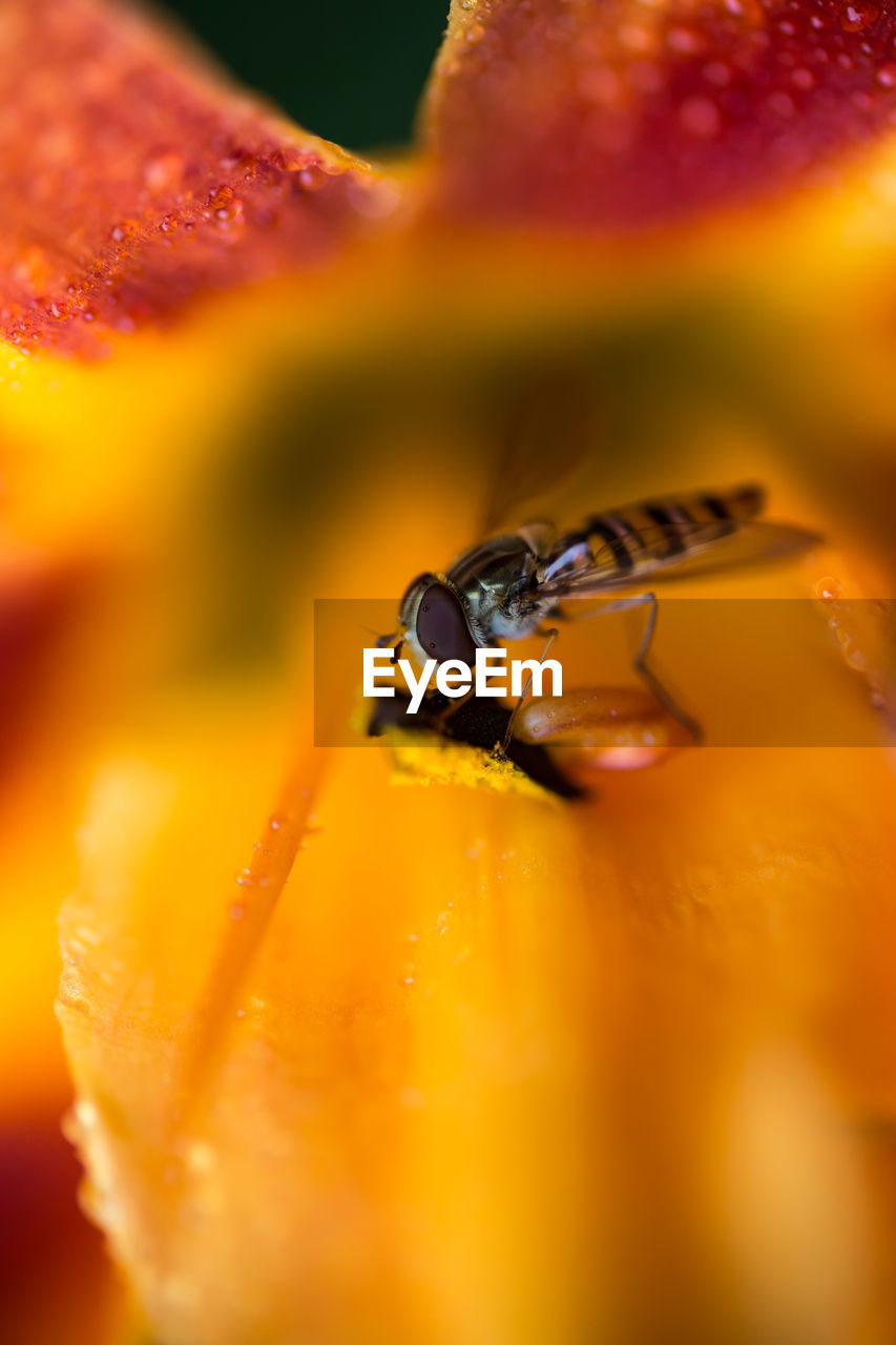 Close-up of hoverfly pollinating on lily