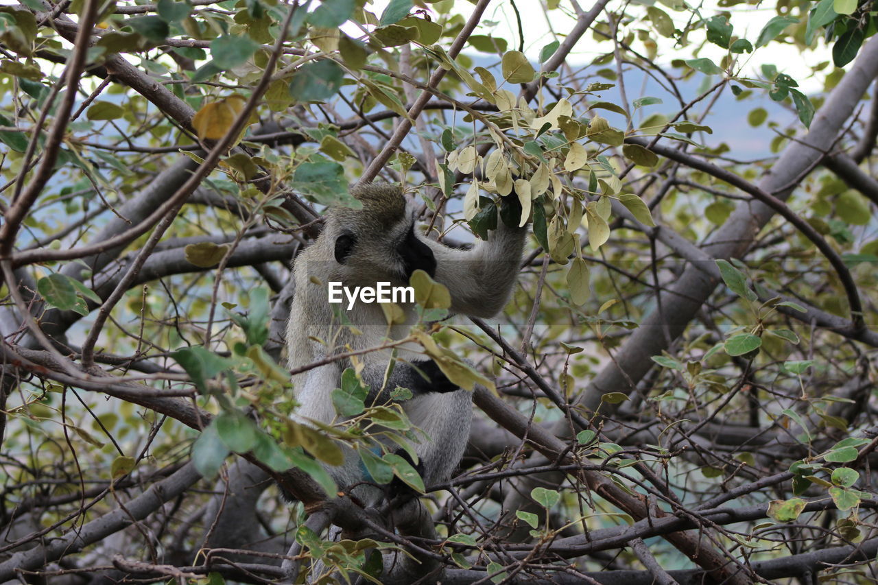 Low angle view of squirrel on tree against sky