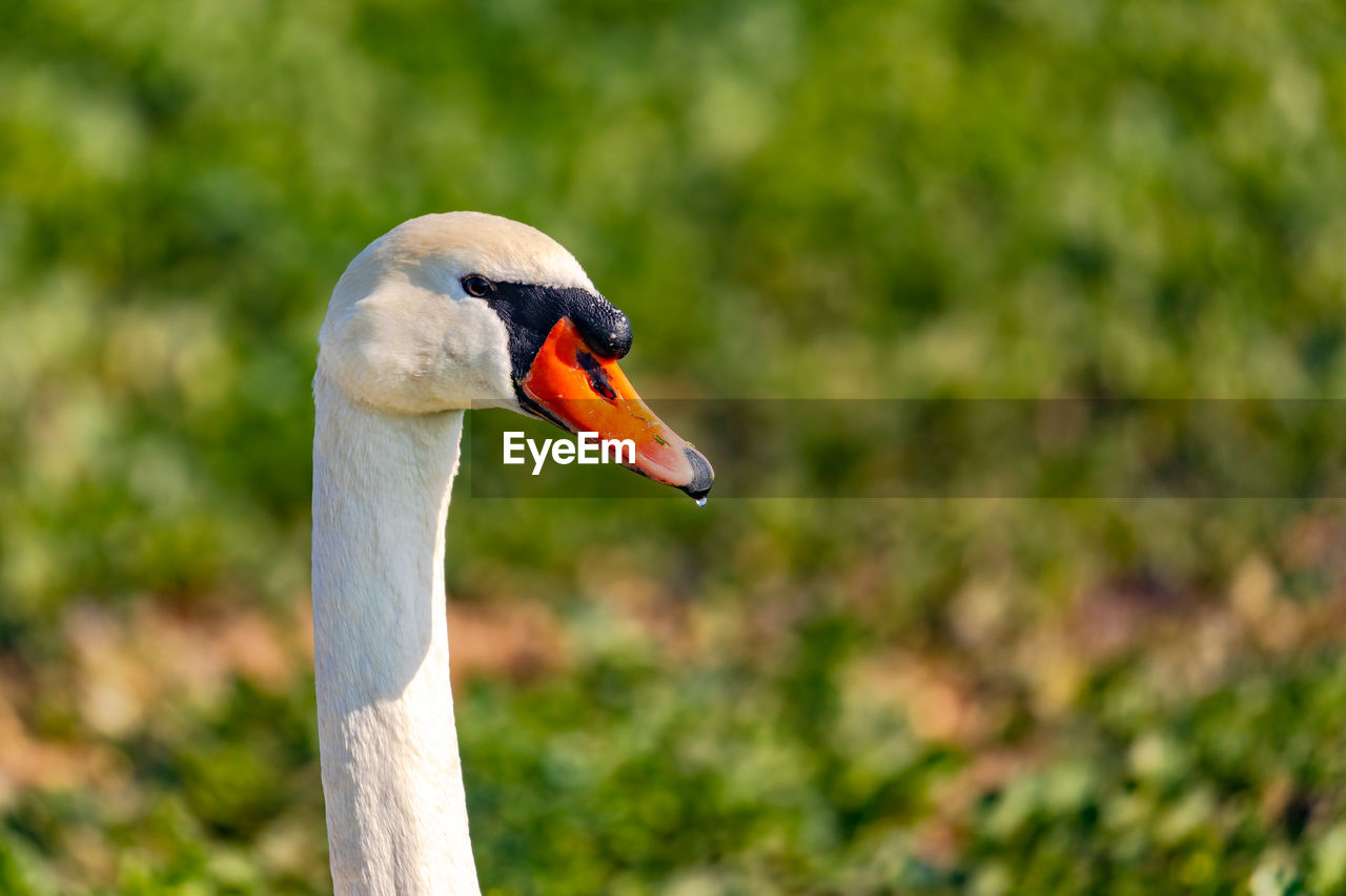 Close up of the neck and head of a mute swan in a green sunny field in winter