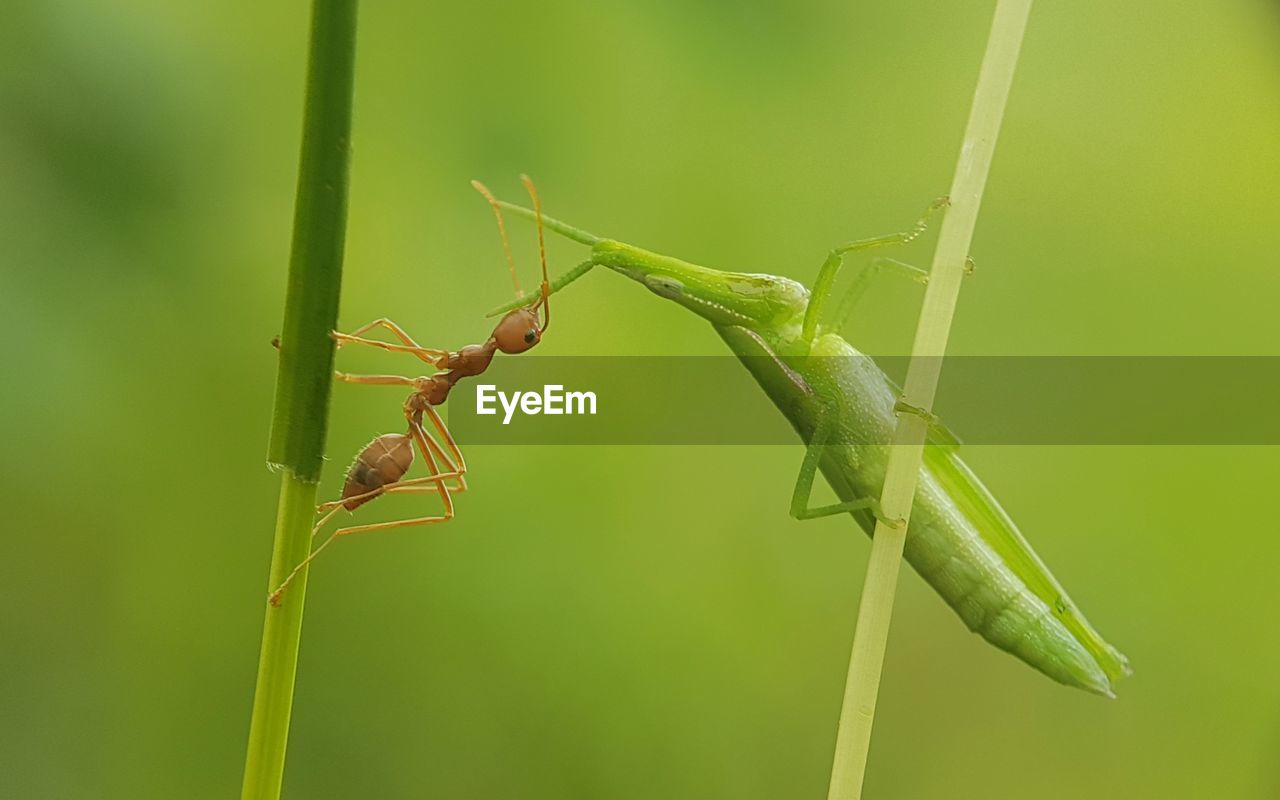 CLOSE-UP OF GRASSHOPPER