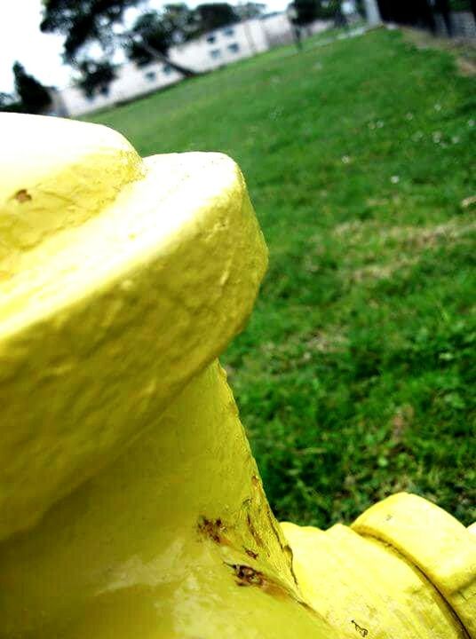 CLOSE UP OF YELLOW FLOWER