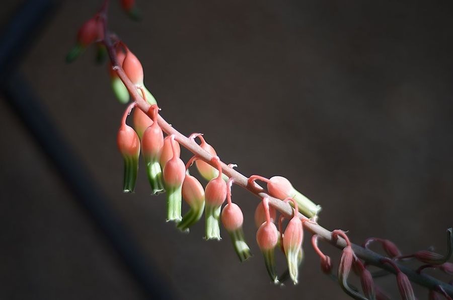 Close-up of flower buds growing outdoors