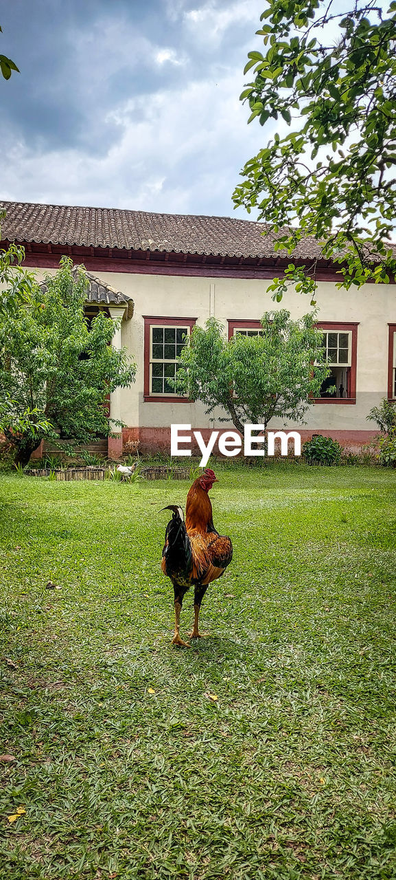 Rooster walks across the lawn of the farm in monteiro lobato, brazil.