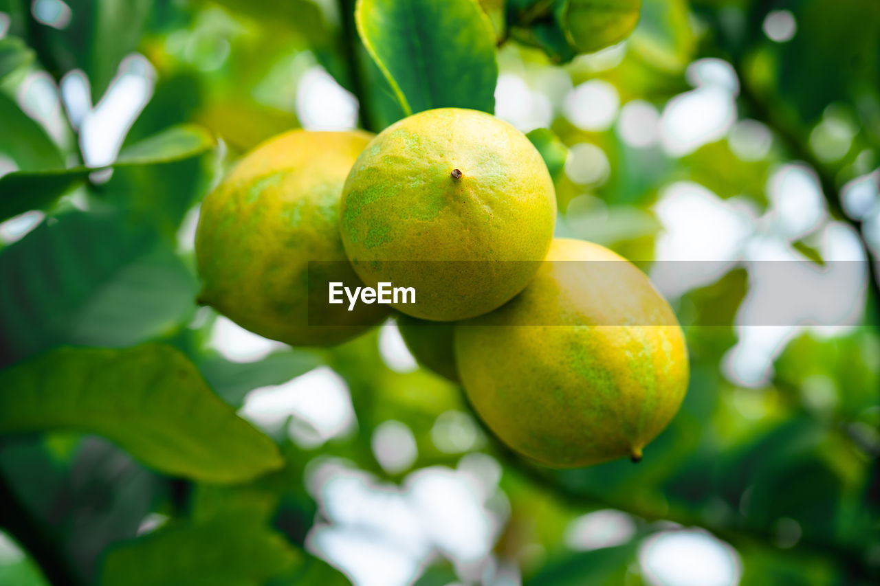 CLOSE-UP OF ORANGES ON TREE