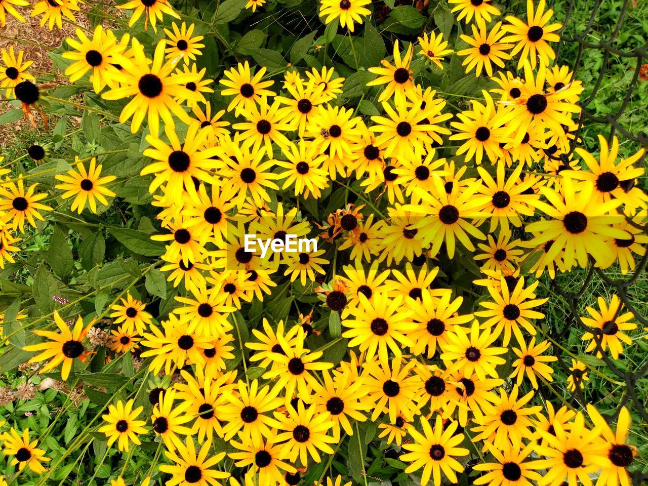 Full frame shot of yellow flowering plant