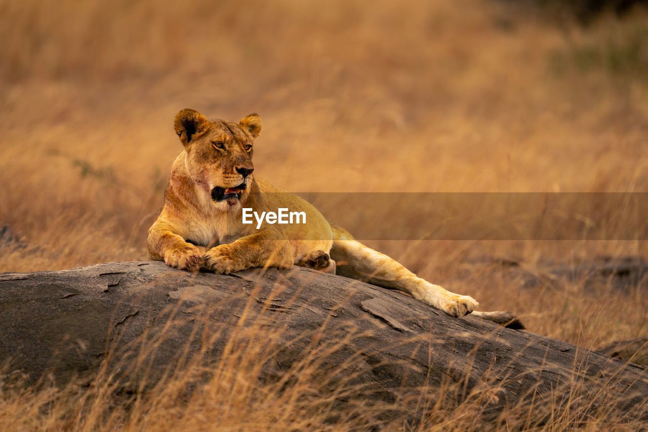 lioness running on land