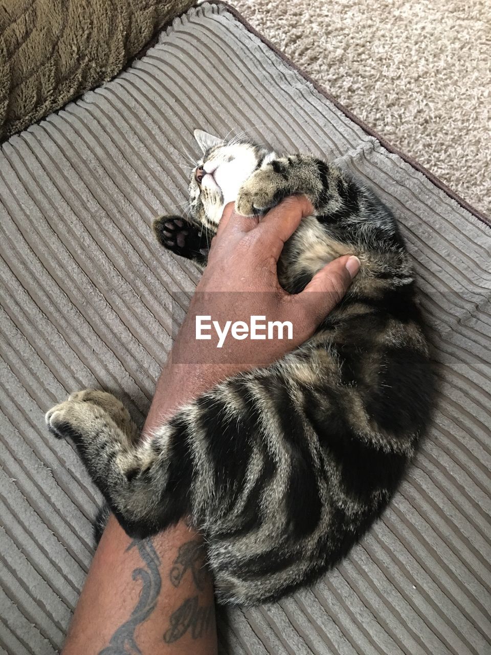 Cropped hand of man playing with cat lying on pillow at home