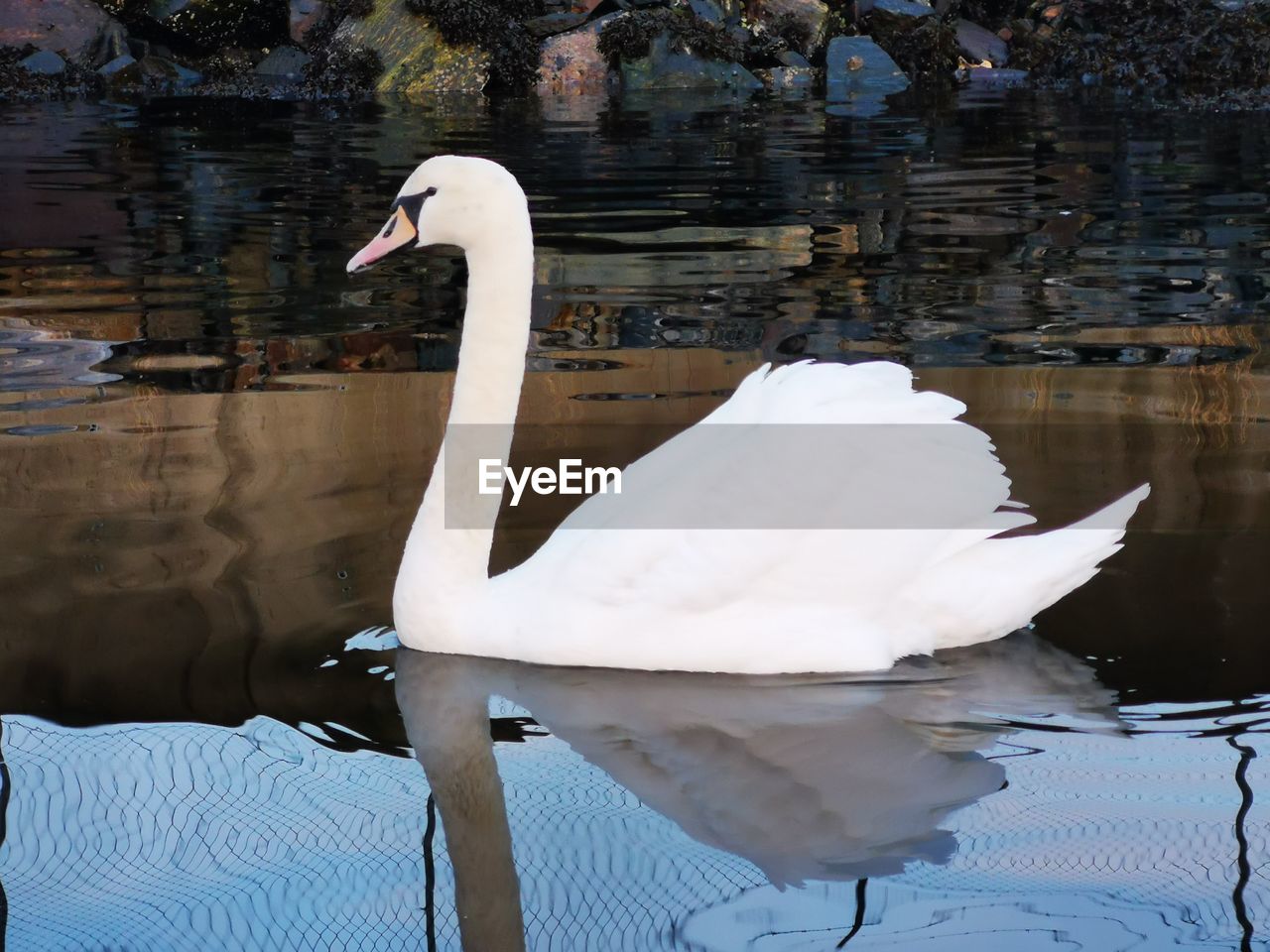 SWAN SWIMMING ON LAKE