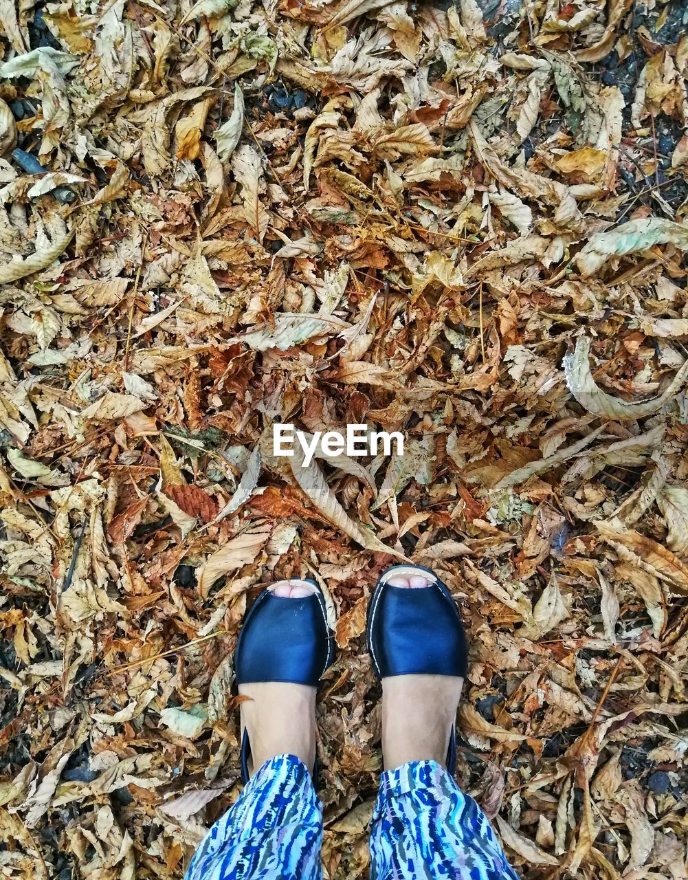 Low section of woman standing on dry leaves