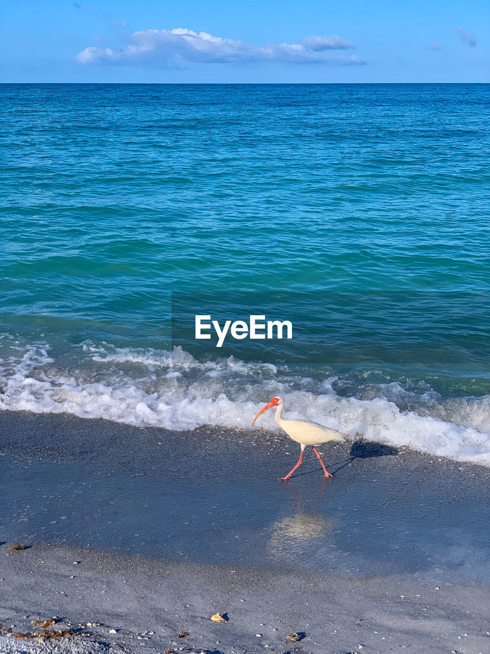 water, sea, shore, body of water, beach, land, wave, ocean, coast, wind wave, horizon, beauty in nature, nature, sky, sand, scenics - nature, horizon over water, bird, day, motion, tranquility, cloud, outdoors, animal, tranquil scene, vacation, no people, sports, animal themes, idyllic, water sports, bay, holiday, travel destinations, wildlife, blue, animal wildlife, wind