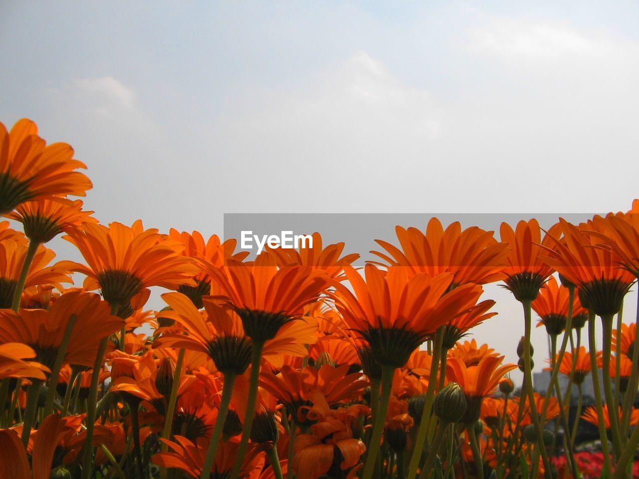 Close-up of orange flowers blooming on field against sky