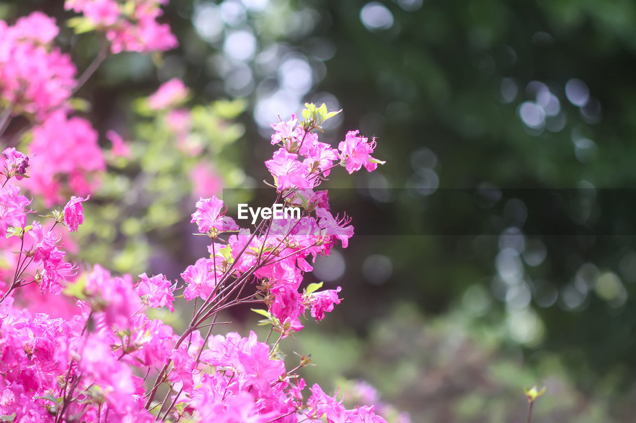 close-up of purple flowering plants