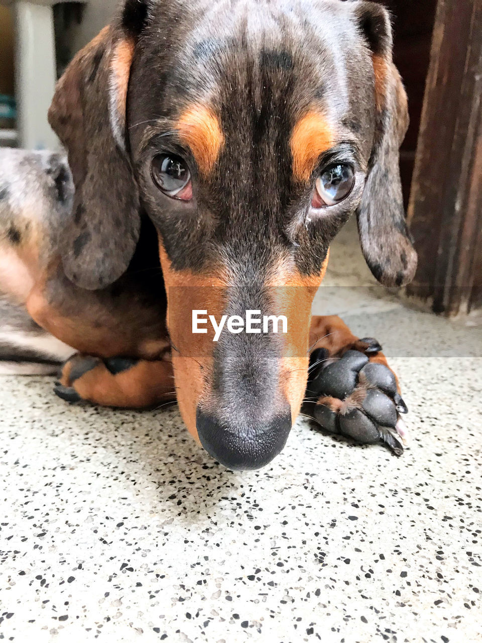 CLOSE-UP PORTRAIT OF DOG LYING DOWN ON FLOOR
