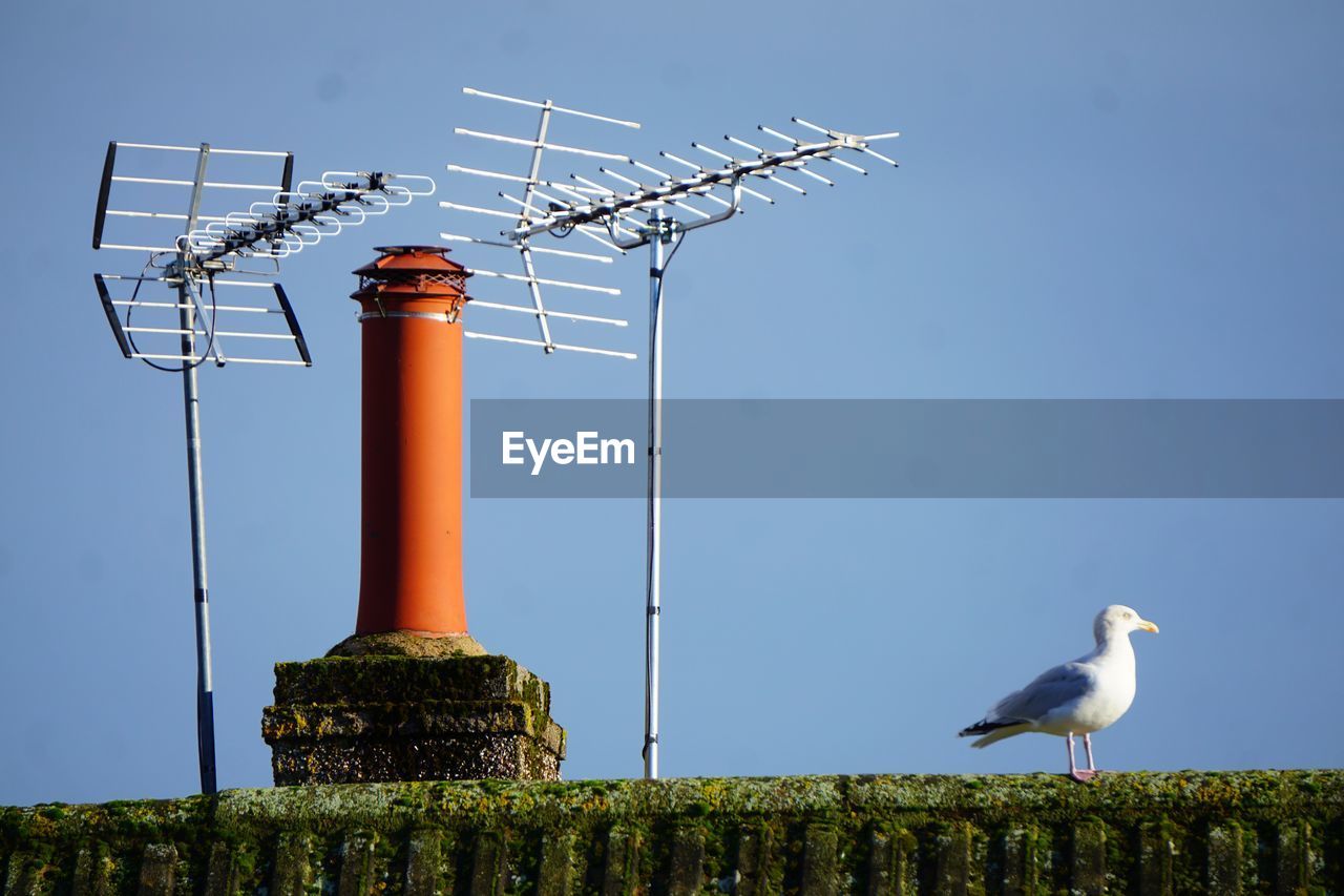 bird, animal themes, sky, animal, tower, wind, nature, architecture, animal wildlife, built structure, wildlife, technology, no people, clear sky, power generation, outdoors, day, building exterior, environment, blue, environmental conservation, seagull, windmill, renewable energy