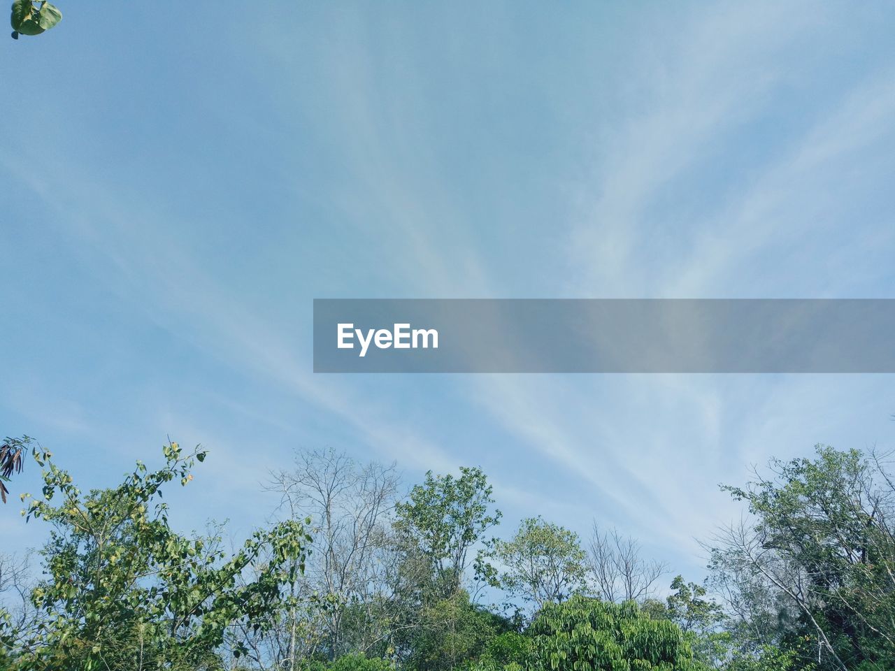 LOW ANGLE VIEW OF PLANTS AGAINST SKY