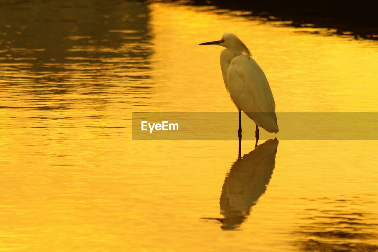 Reflection of little egret over in water during dusk