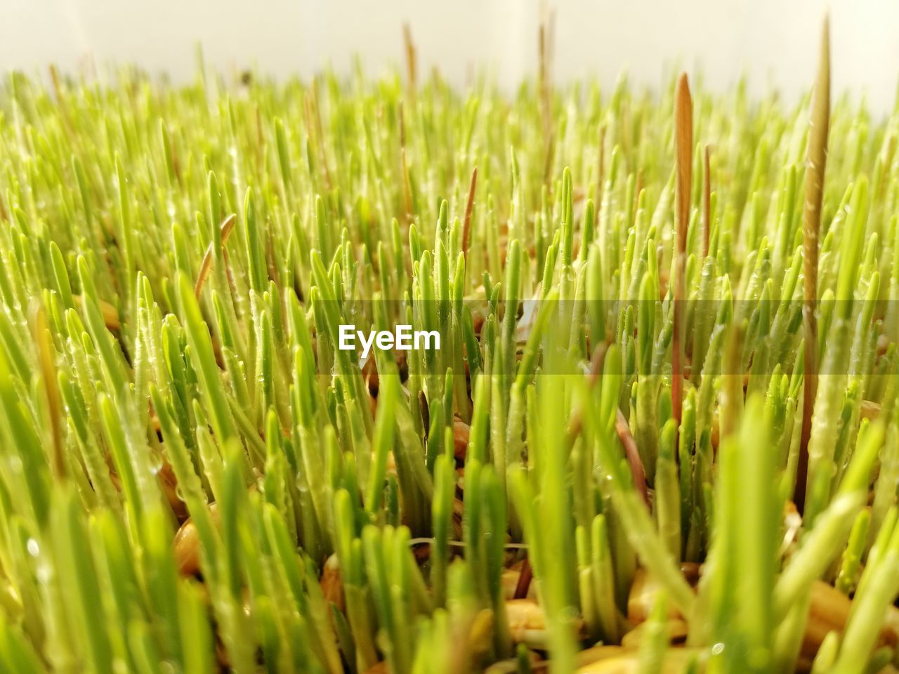 Close-up of crops growing on field