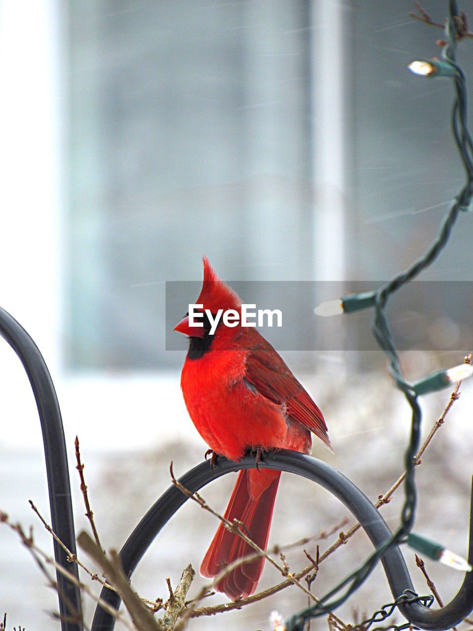 CLOSE-UP OF BIRD PERCHING ON BRANCH