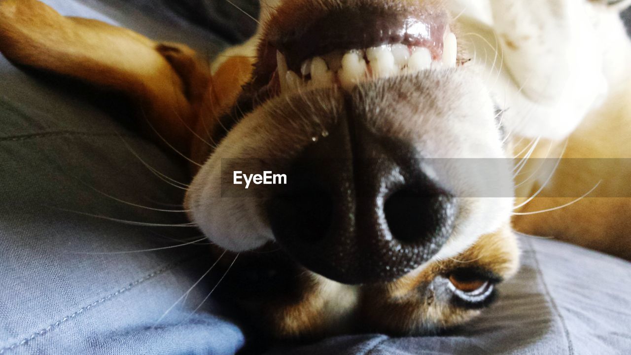 CLOSE-UP OF DOG LYING ON BED