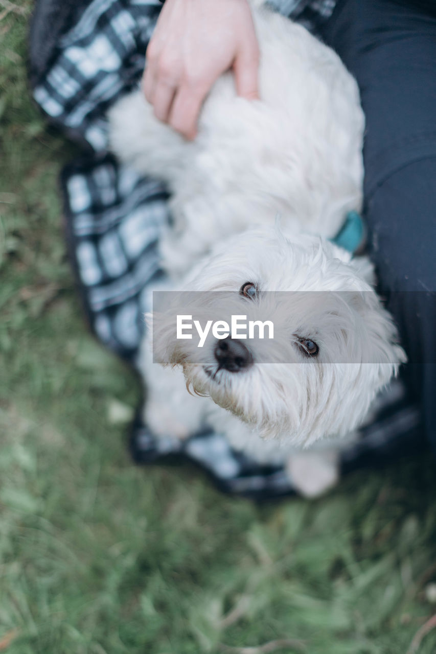 Dog lying on field