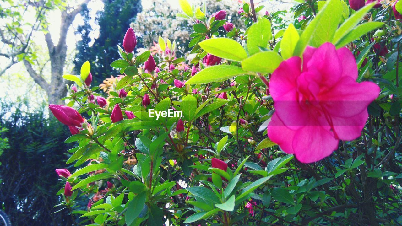 CLOSE-UP OF PINK FLOWERS BLOOMING IN PARK