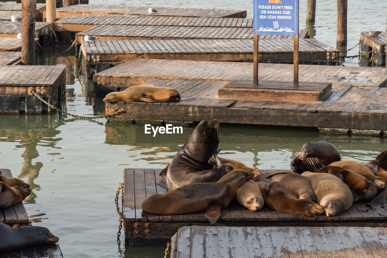 HIGH ANGLE VIEW OF LION RESTING ON PIER