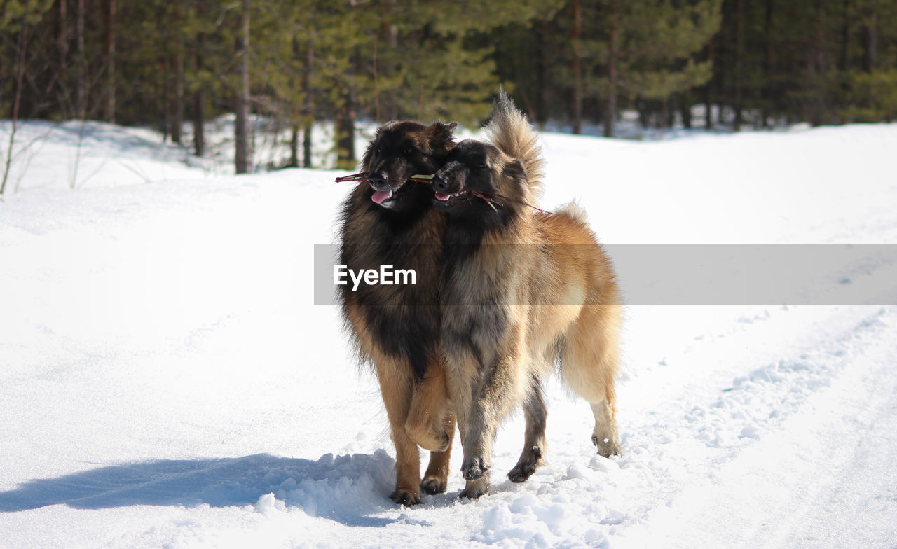 VIEW OF DOG ON SNOW COVERED LAND