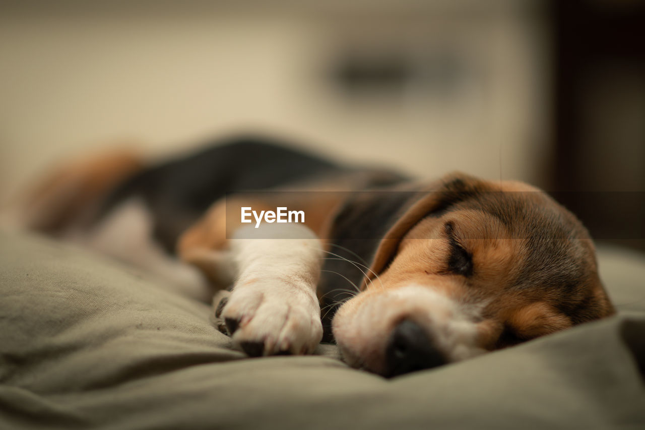 Beagle puppy sleeping