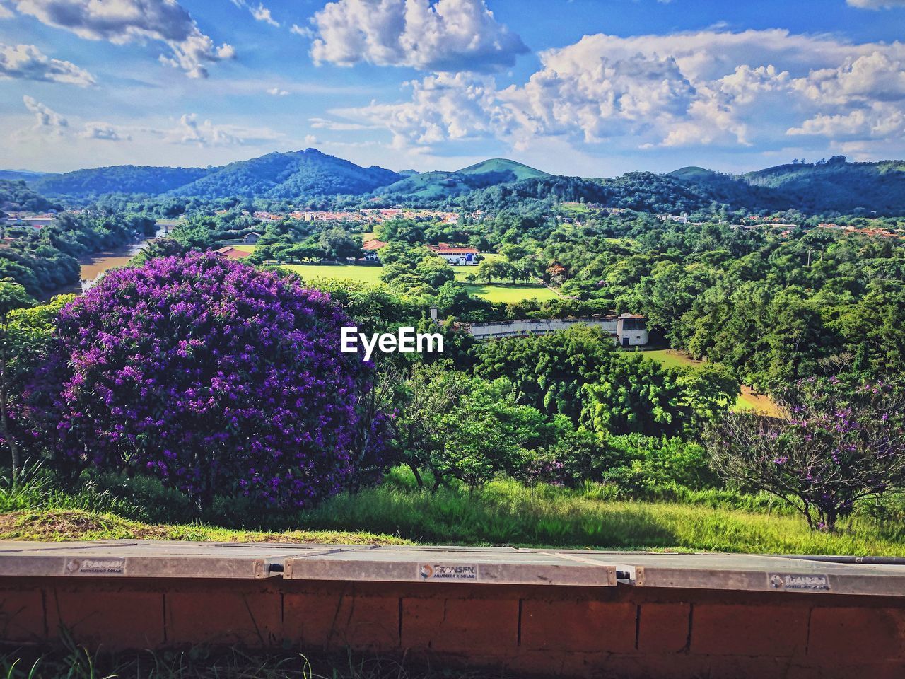 SCENIC VIEW OF FLOWERING PLANTS AGAINST SKY