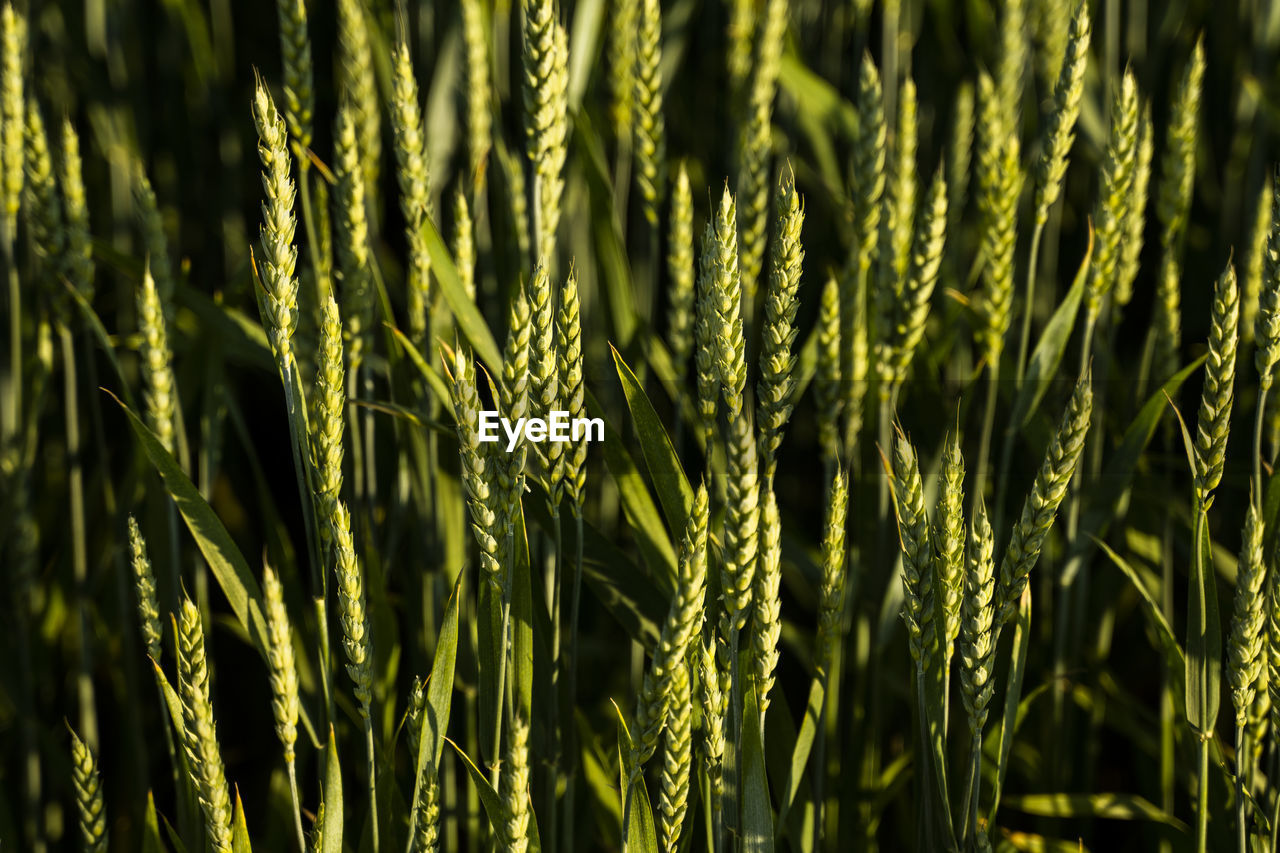 close-up of wheat growing in field