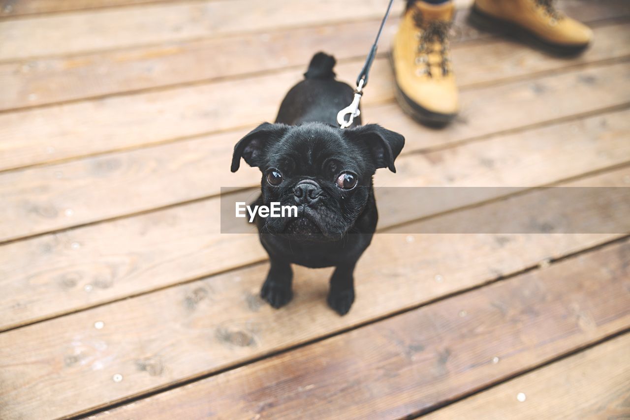 High angle view of french bulldog puppy standing on wooden flooring