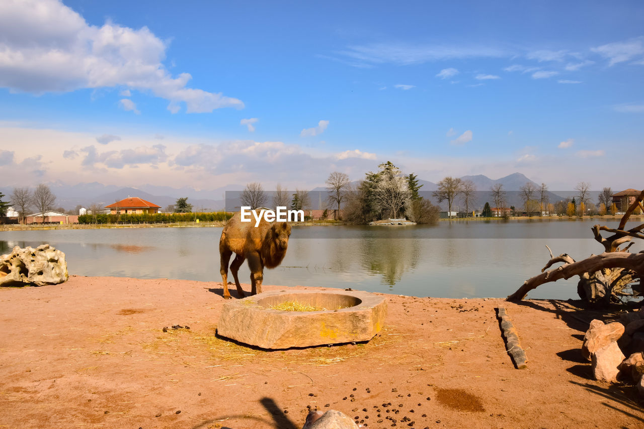 HORSE STANDING IN LAKE