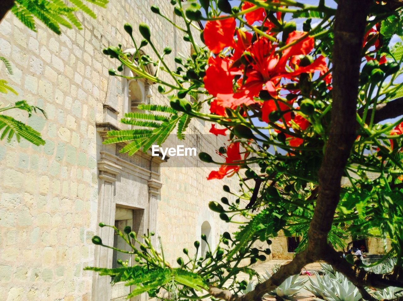 PLANTS GROWING ON A WALL