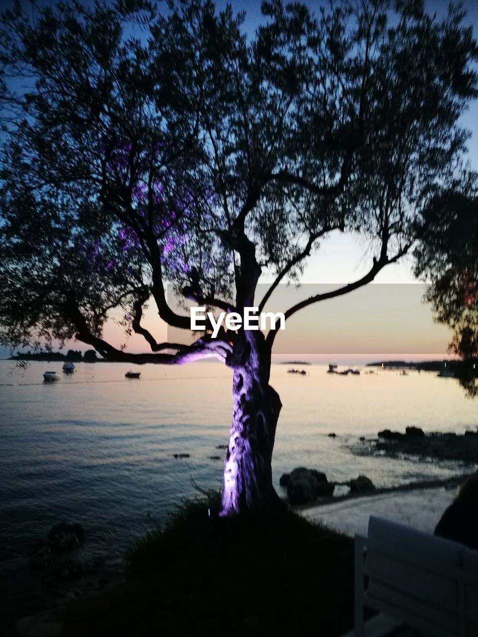 TREE ON SHORE AGAINST SKY DURING SUNSET