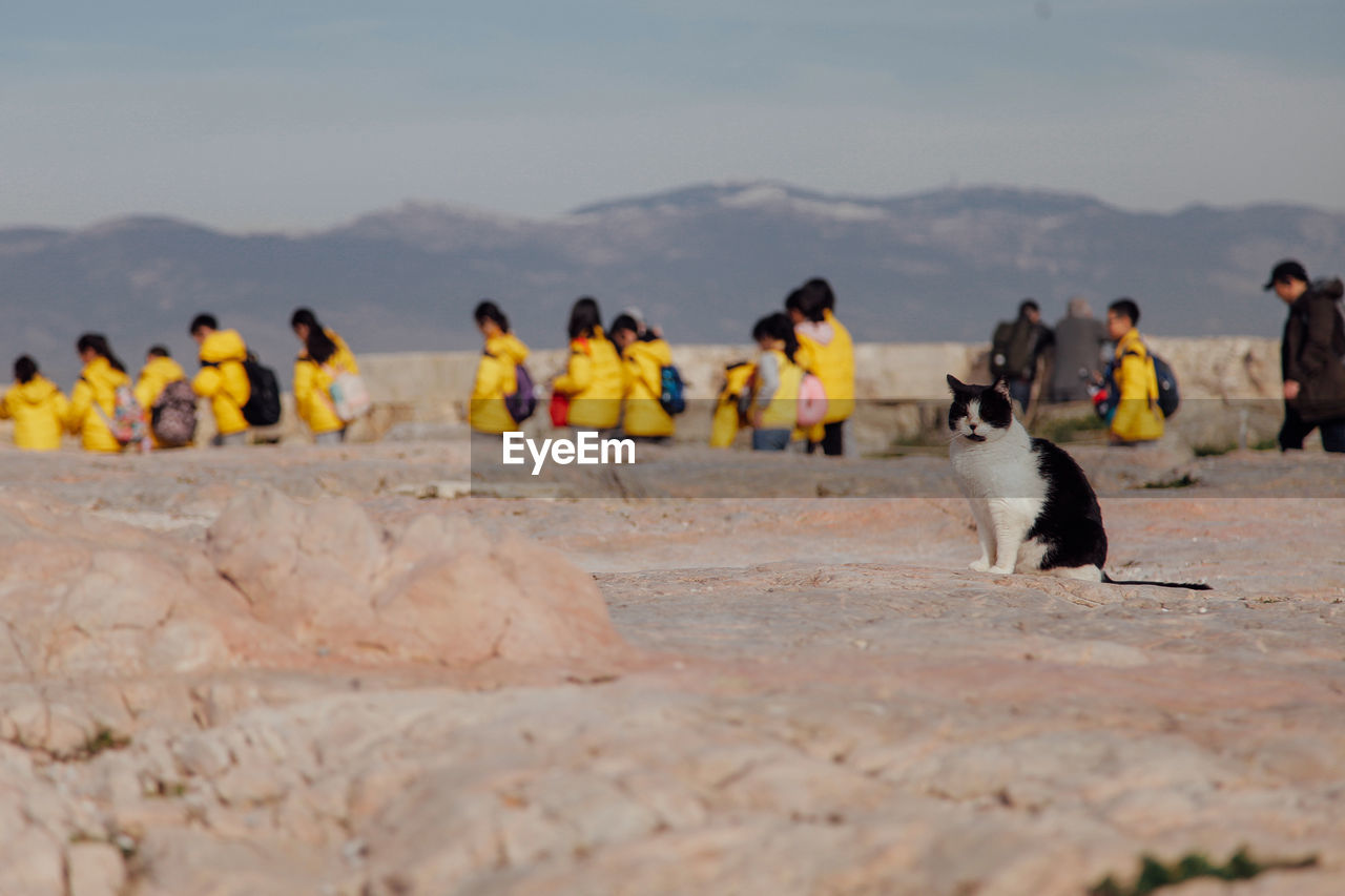 Cat and a group of people at seaside against sky