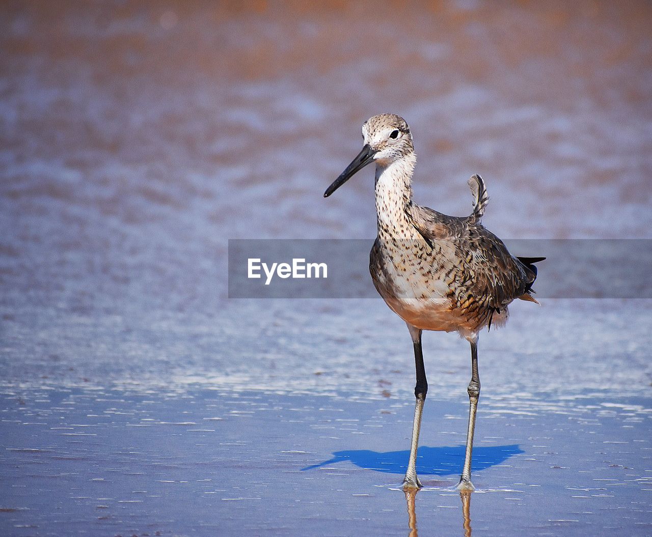 BIRD PERCHING ON A SEA