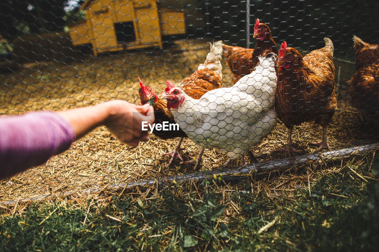 Person feeding chicken