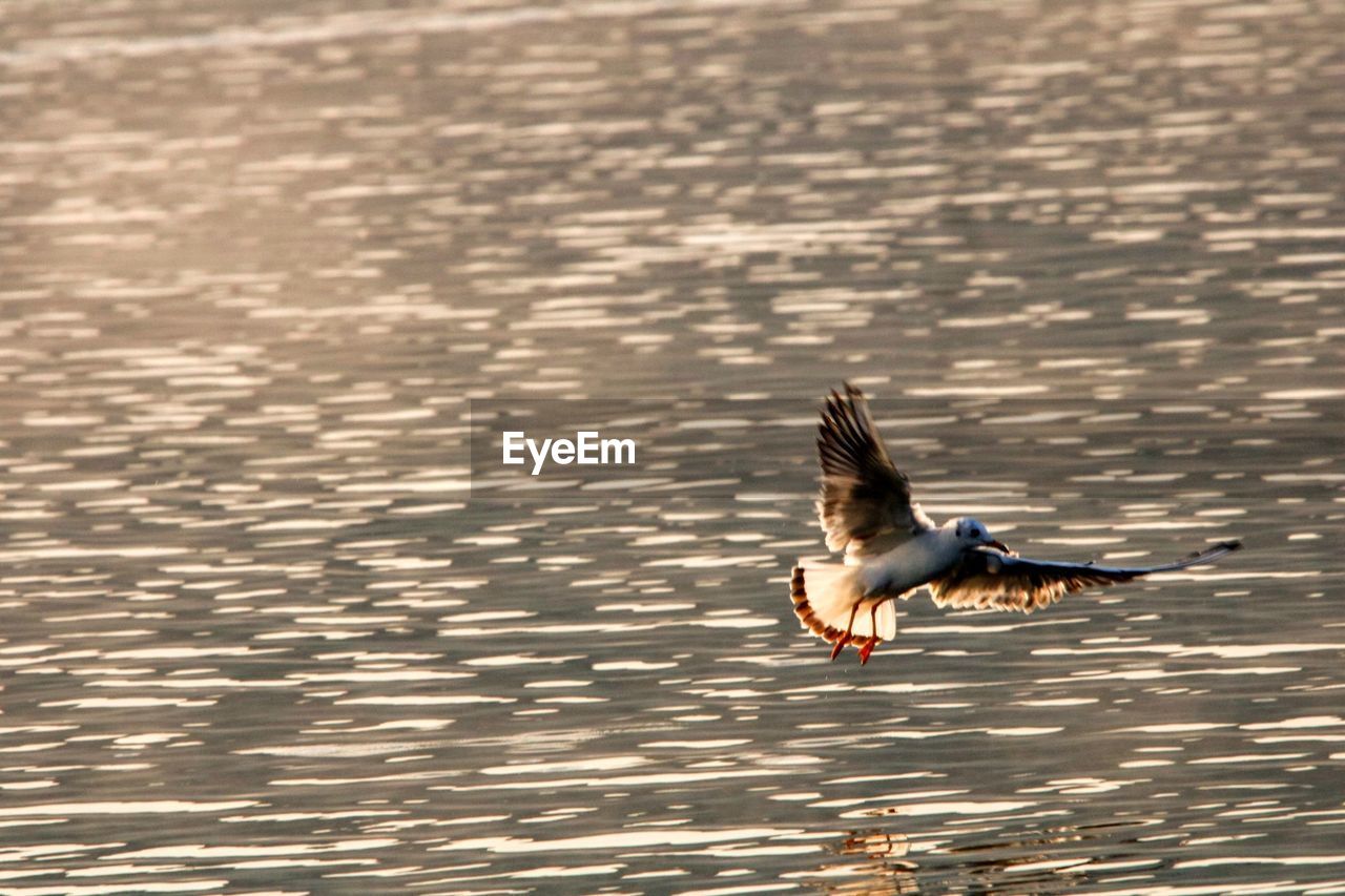 BIRD FLYING IN A LAKE
