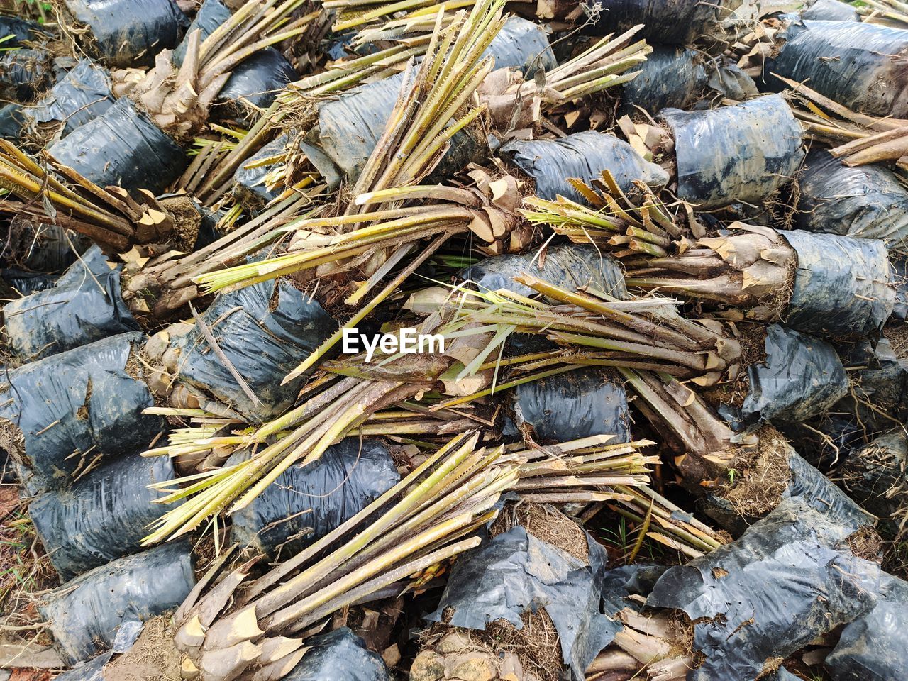 Full frame shot of oil palm seedlings