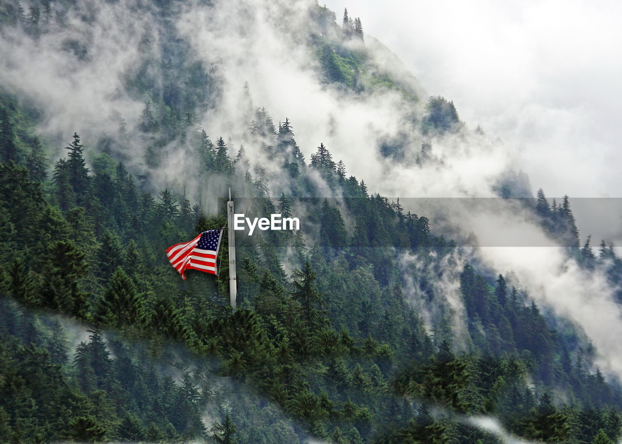 American flag in pine forest