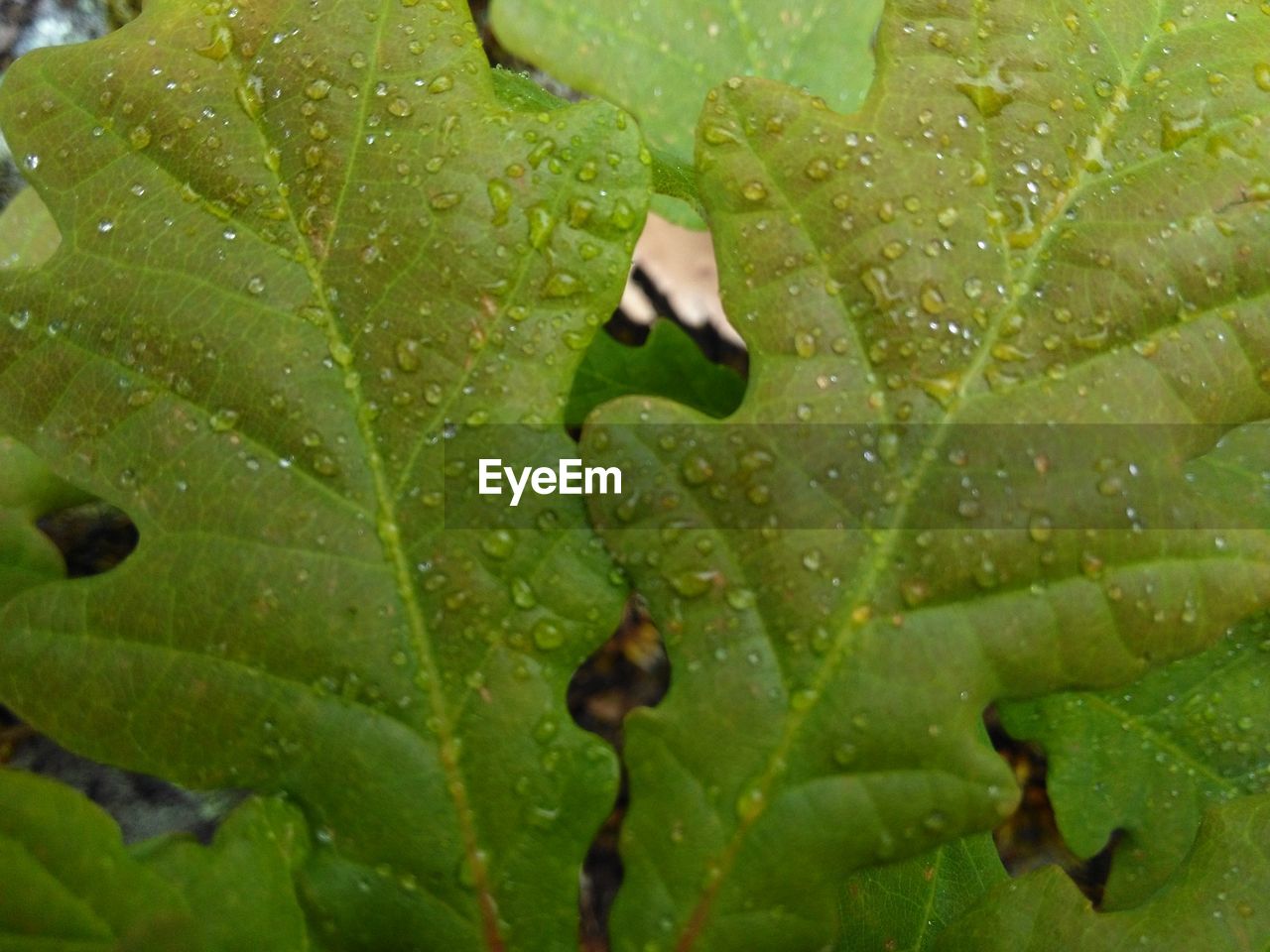 CLOSE-UP OF WET LEAVES